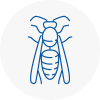 Shepherds Bush Wasp Nest Removal